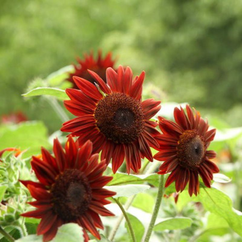 20 Red Sunflower Seeds Turnsole Helianthus Seed Garden